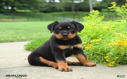 Rottweiler dogs for sale: Violet - Image 2