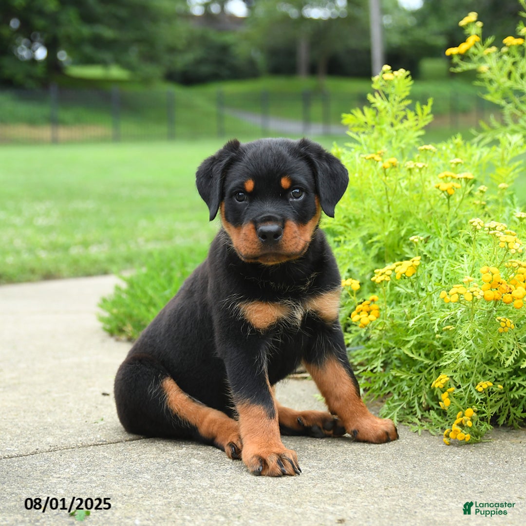 Rottweiler dogs for sale: Violet - Image 2
