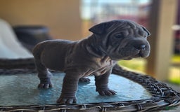 Shar Pei dogs for sale: Shadow - Image 1