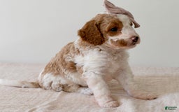 Mini Goldendoodle dogs for sale: Dixie - Image 2
