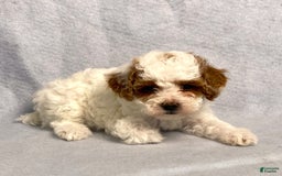 Miniature Poodle dogs for sale: Lily - Image 2