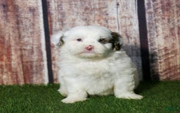 Shihpoo dogs for sale: Billy - Image 16