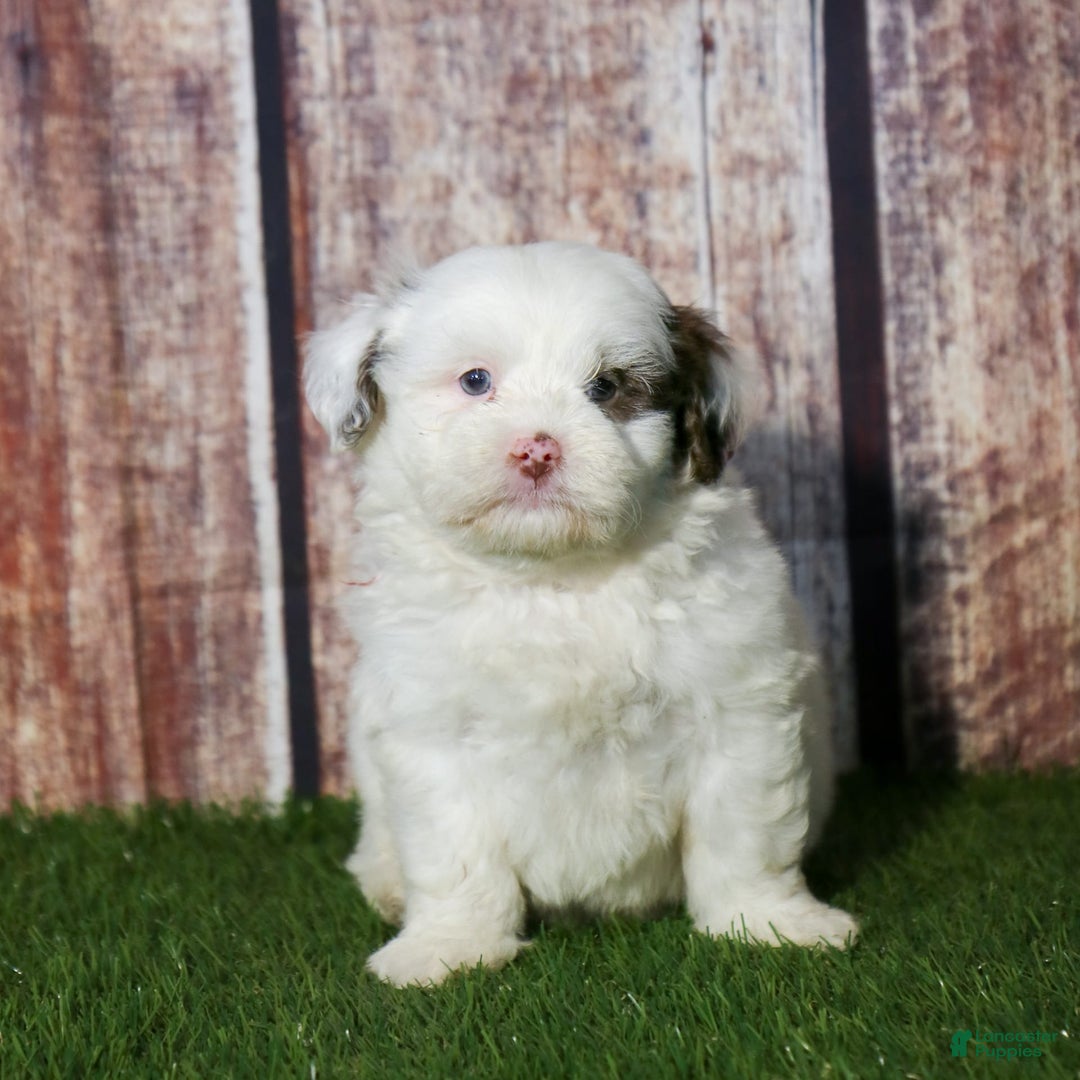 Shihpoo dogs for sale: Billy - Image 16