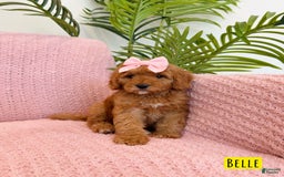 Mini Goldendoodle dogs for sale: Petite Belle - Image 9