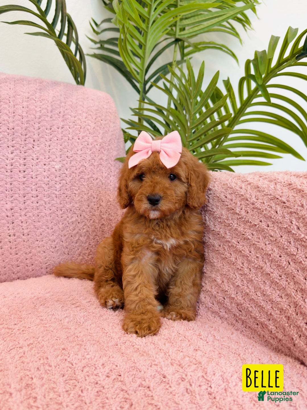 Mini Goldendoodle dogs for sale: Petite Belle - Image 9