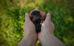 Morkie dogs for sale: "teacup" Cricket - Image 23