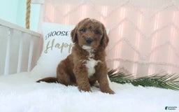Goldendoodle dogs for sale: Sommer - Image 3