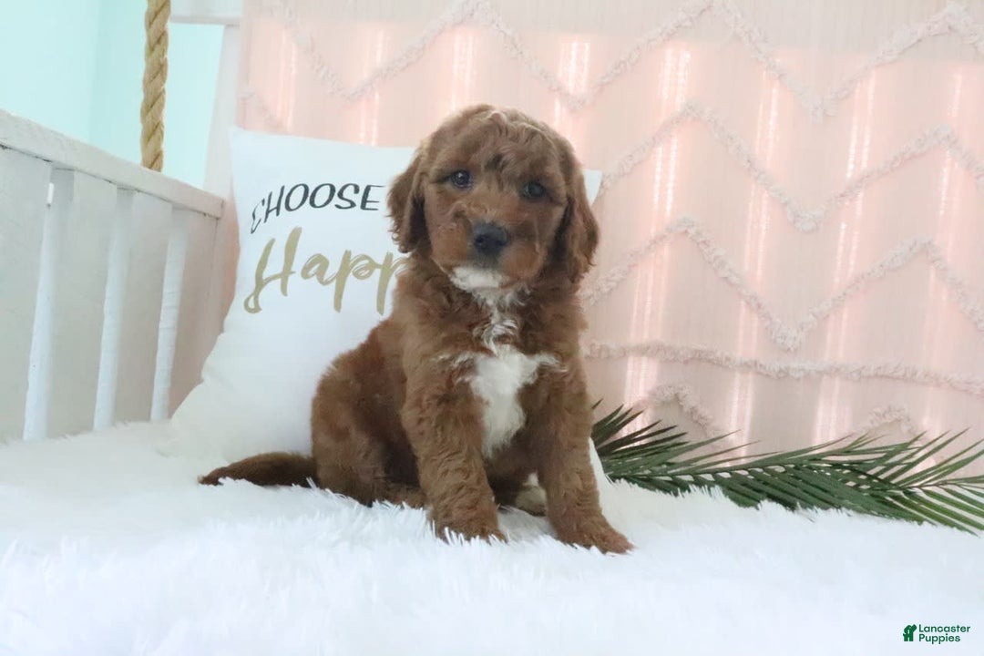 Goldendoodle dogs for sale: Sommer - Image 3