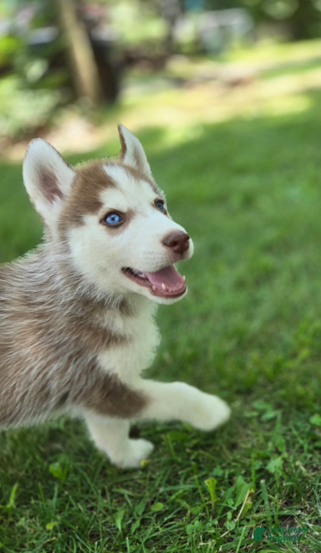 Siberian Husky dogs for sale: Ash - Image 6