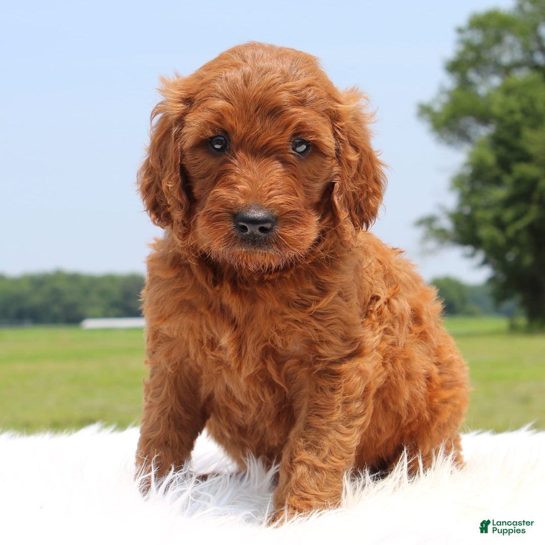 Irish Doodle dogs for sale: Volley - Image 2