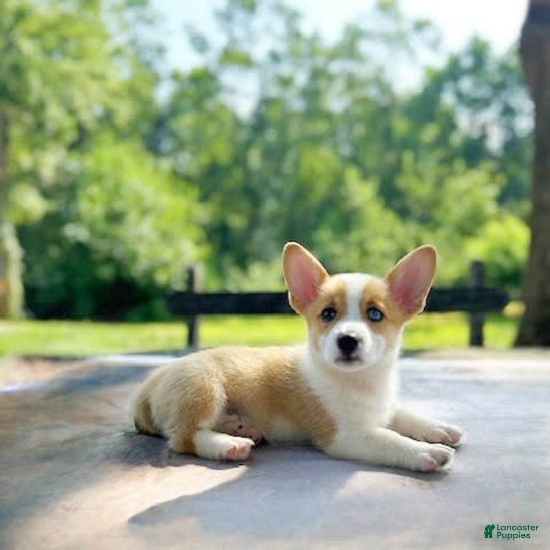 Welsh Corgi Pembroke dogs for sale: Lola - Image 4