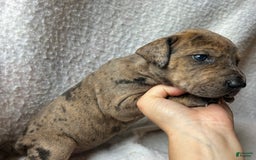 Great Dane dogs for sale: Ginger Ale - Image 3