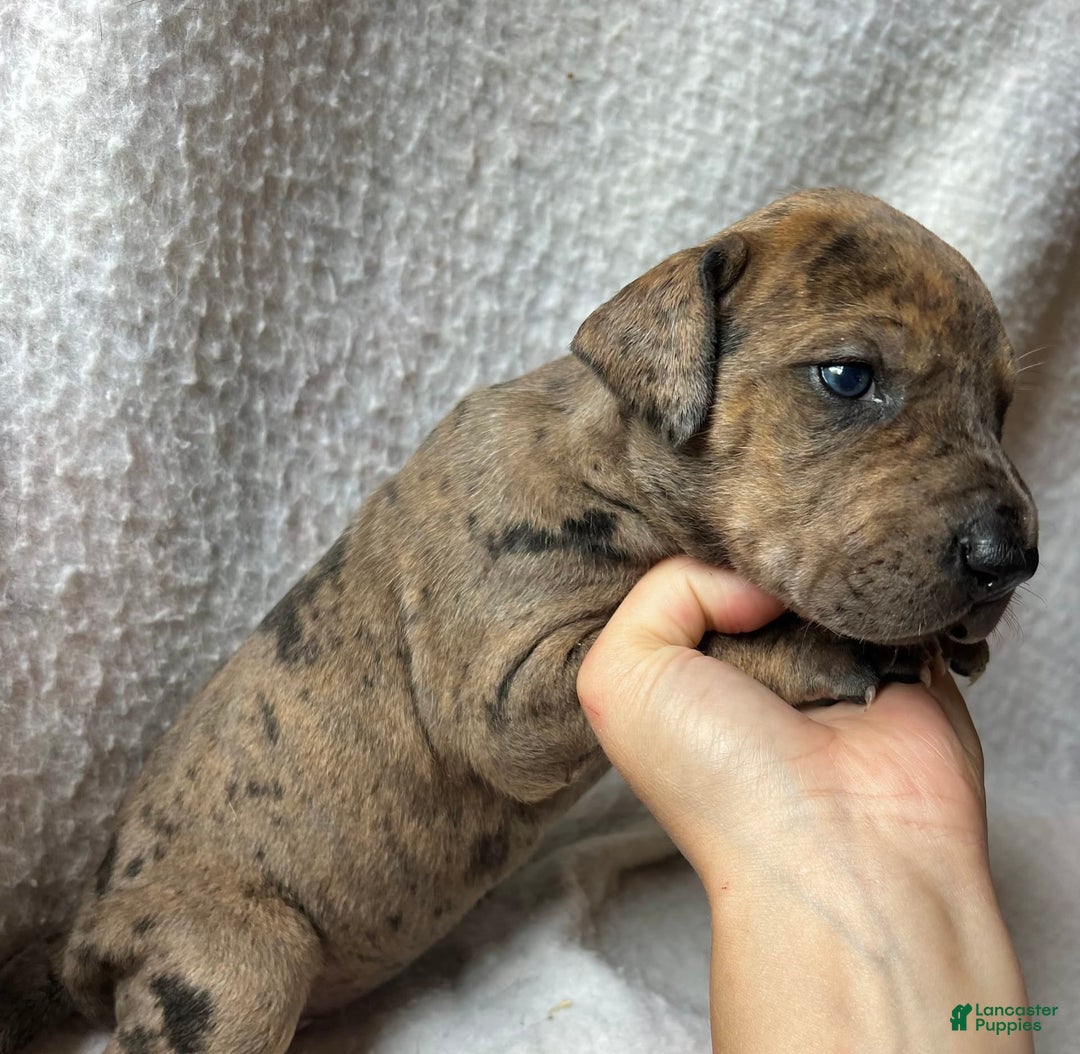 Great Dane dogs for sale: Ginger Ale - Image 3