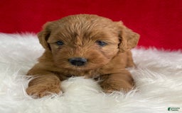 Mini Goldendoodle dogs for sale: Sherry - Image 6