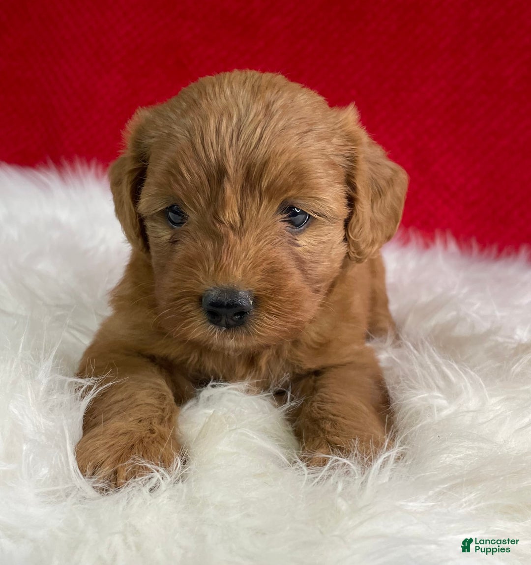 Mini Goldendoodle dogs for sale: Sherry - Image 6