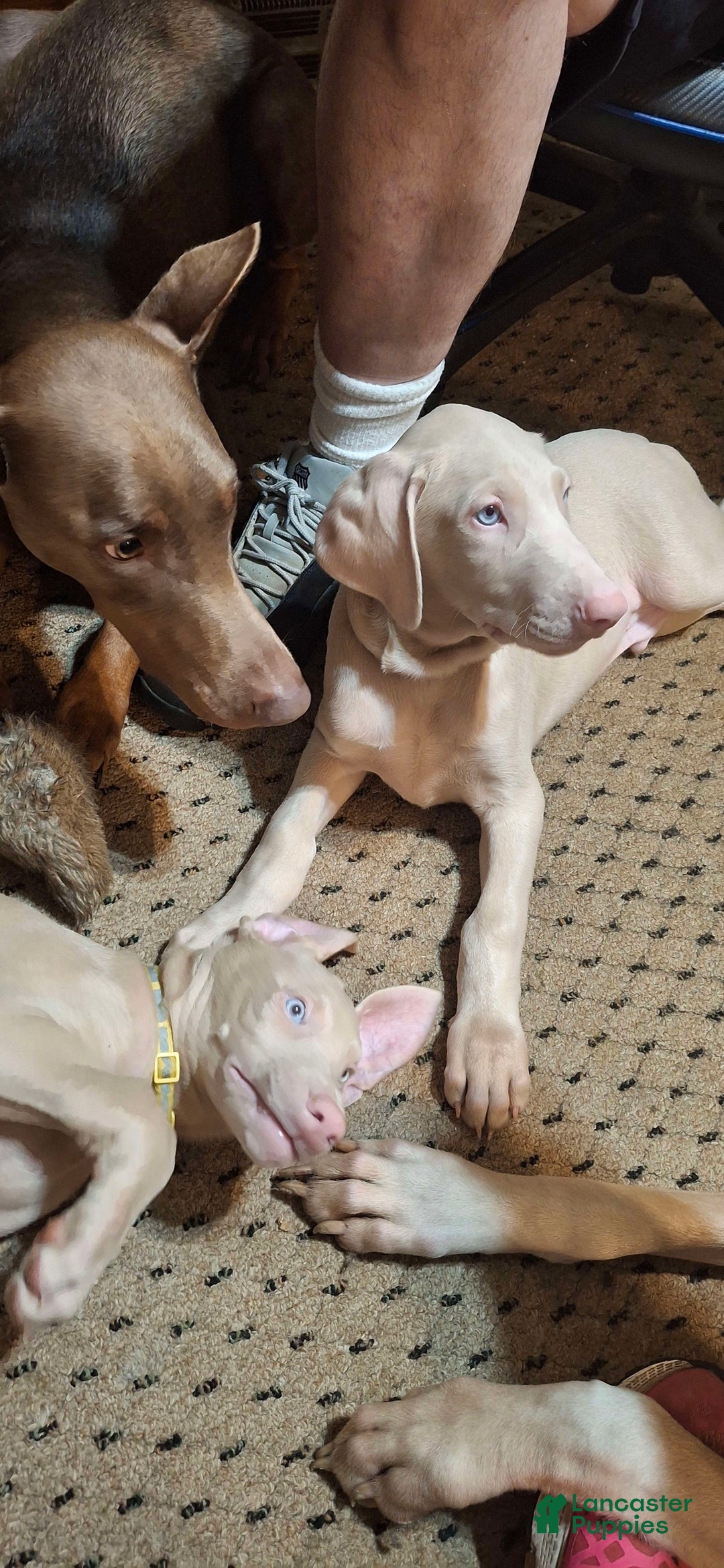 Doberman Pinscher dogs for sale: Hurk - Image 2