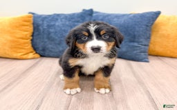 Bernese Mountain Dog dogs for sale: Dash - Image 9