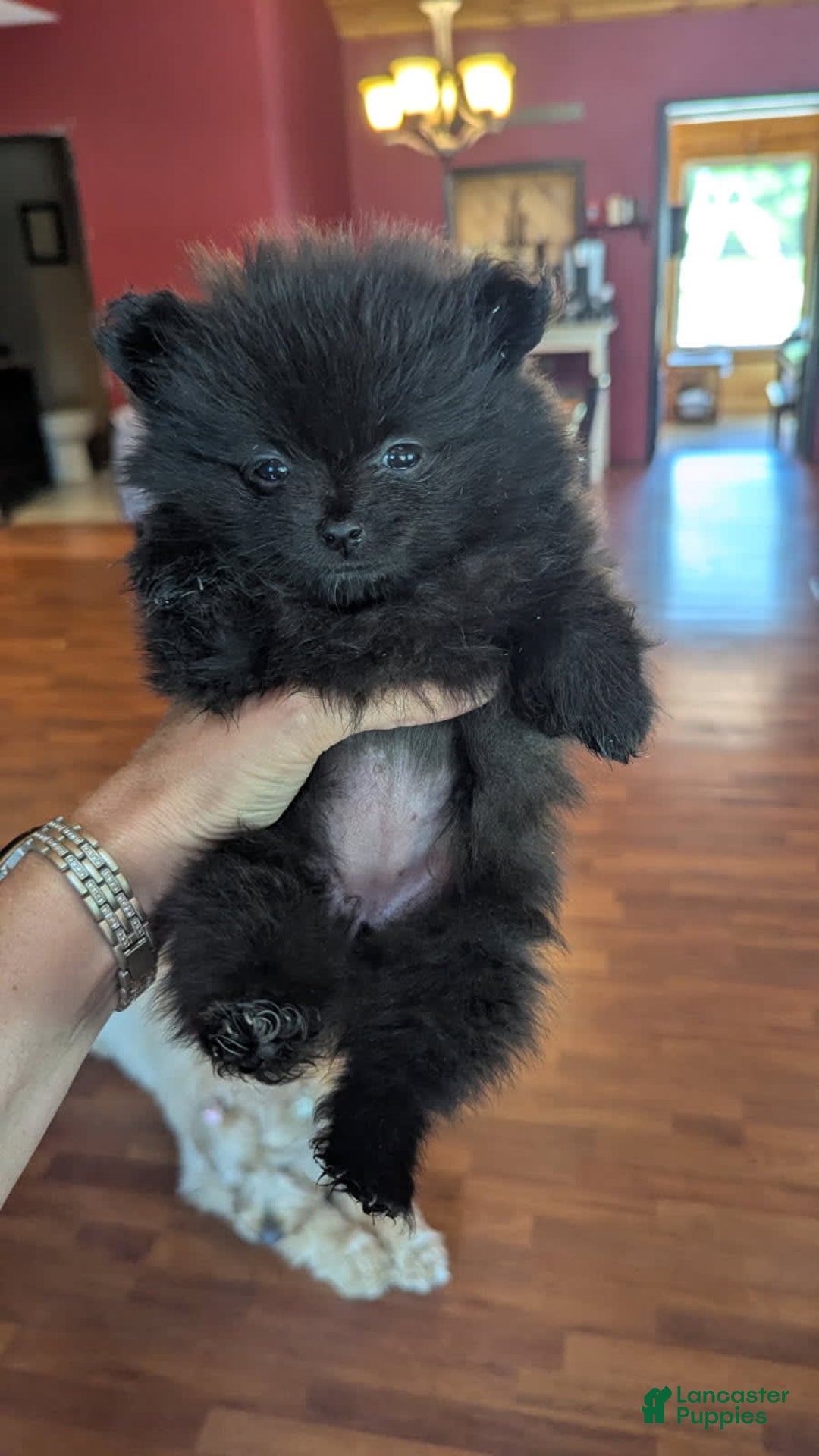 Pomeranian dogs for sale: Booty Boots - Image 6