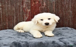 Great Pyrenees dogs for sale: Leo - Image 3