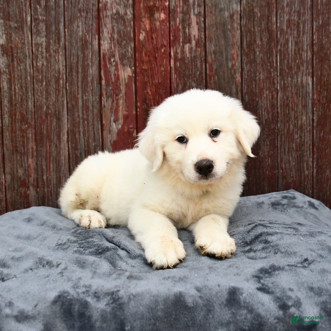 Great Pyrenees dogs for sale: Leo - Image 3