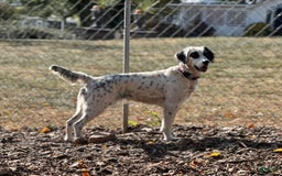 English Setter dogs for sale: Henry - Image 3