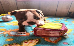 Boston Terrier dogs for sale: Lynn - Image 1