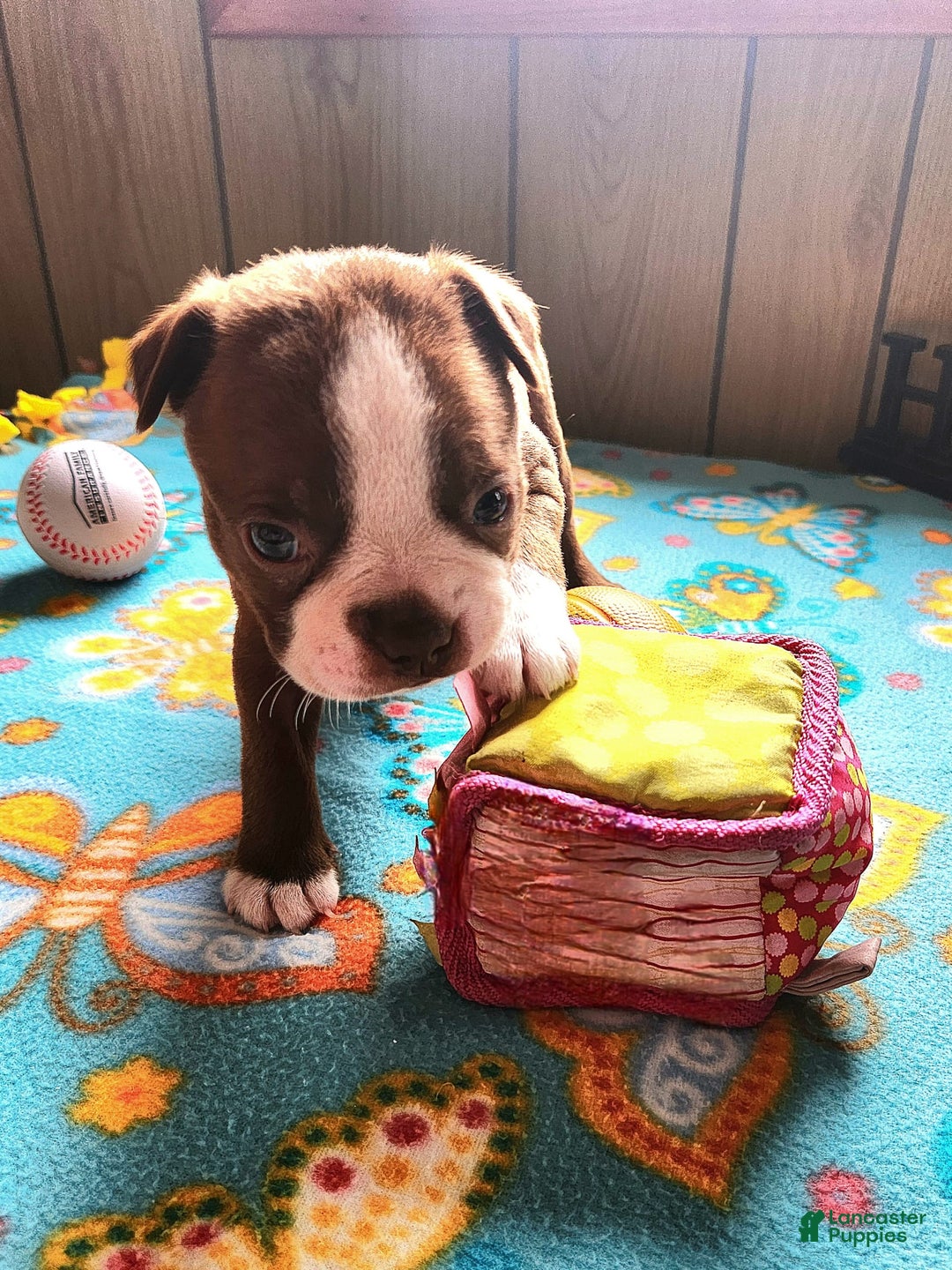 Boston Terrier dogs for sale: Lynn - Image 1