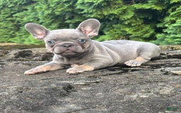 French Bulldog dogs for sale: Gusto - Image 2