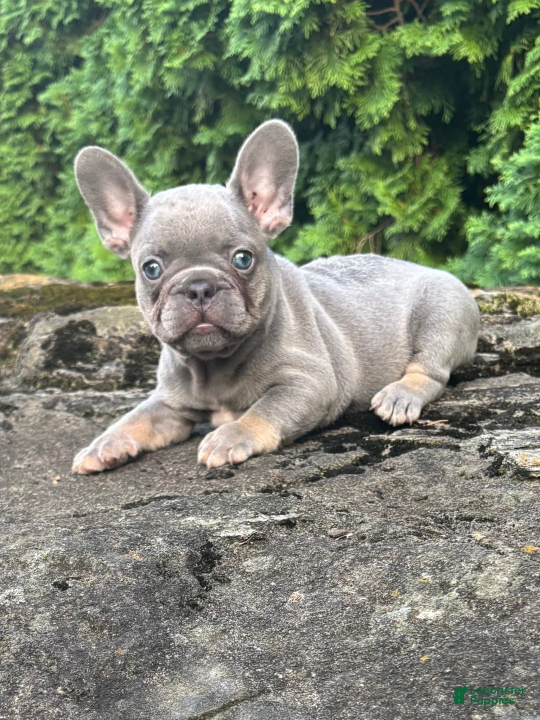French Bulldog dogs for sale: Gusto - Image 2