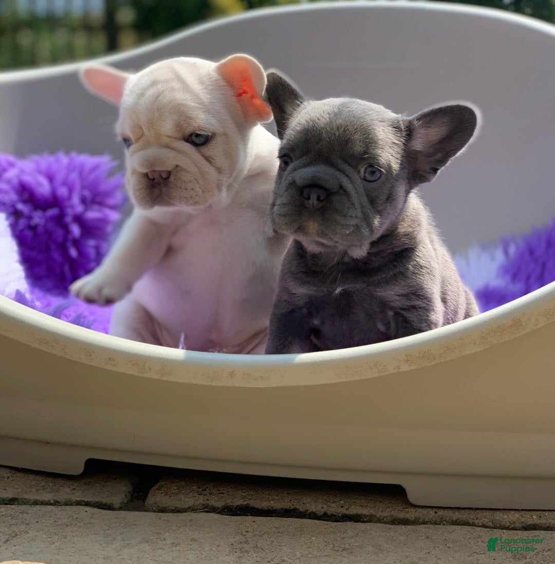 French Bulldog dogs for sale: Kendra - Image 3