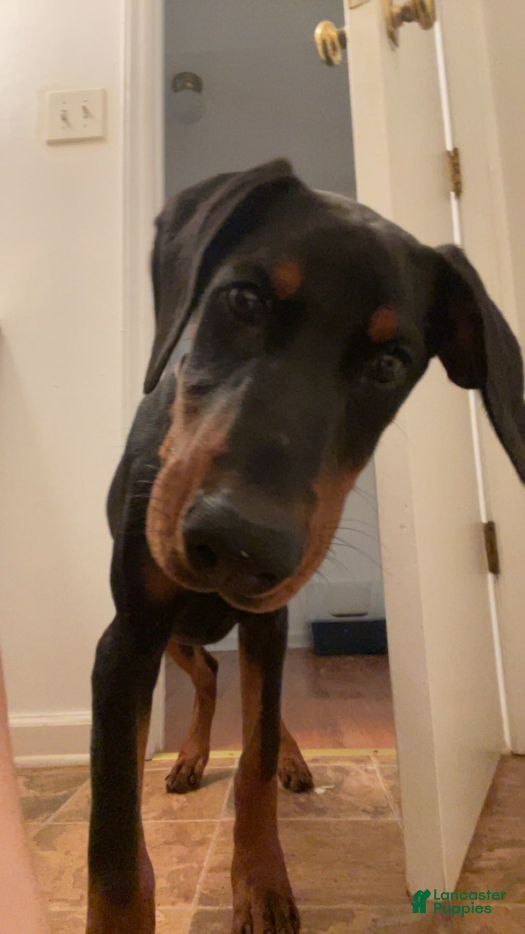 Doberman Pinscher dogs for sale: Freya - Image 3