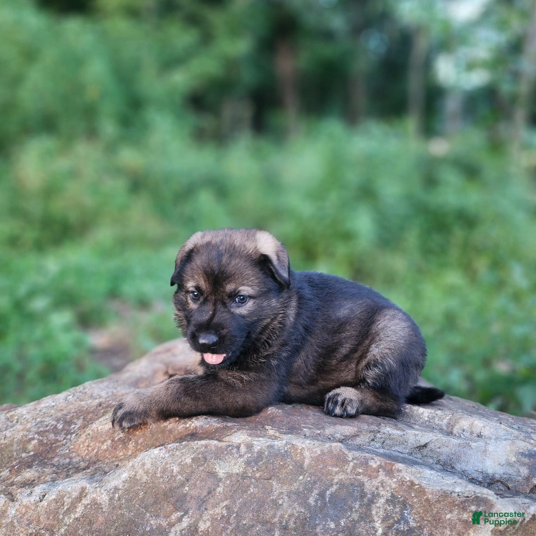 German Shepherd dogs for sale: Karma - Image 23