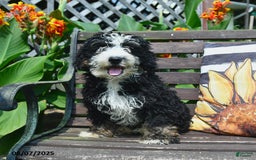 Mini Bernedoodle dogs for sale: Roscoe - Image 2
