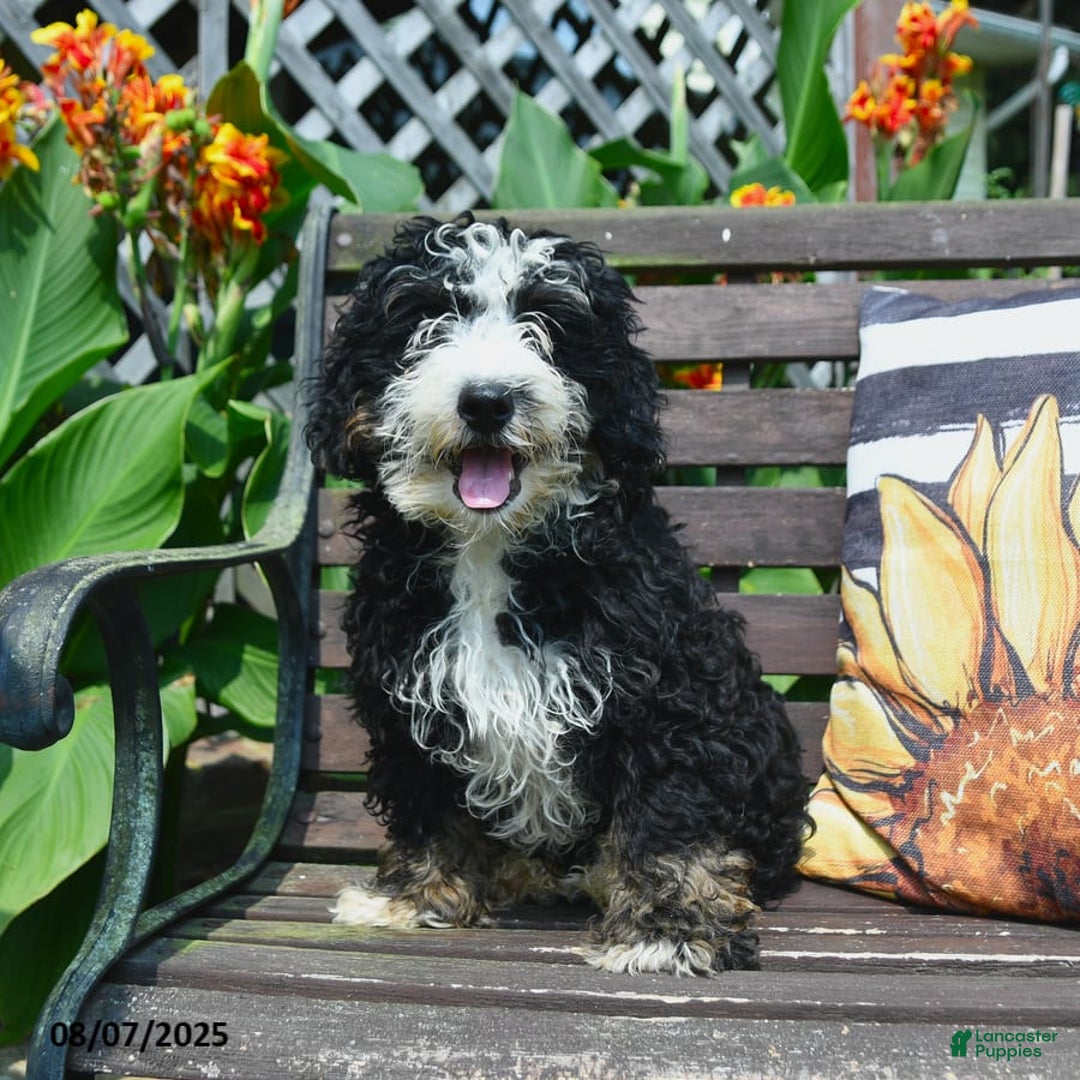 Mini Bernedoodle dogs for sale: Roscoe - Image 2