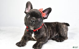 French Bulldog dogs for sale: Archie - Image 1