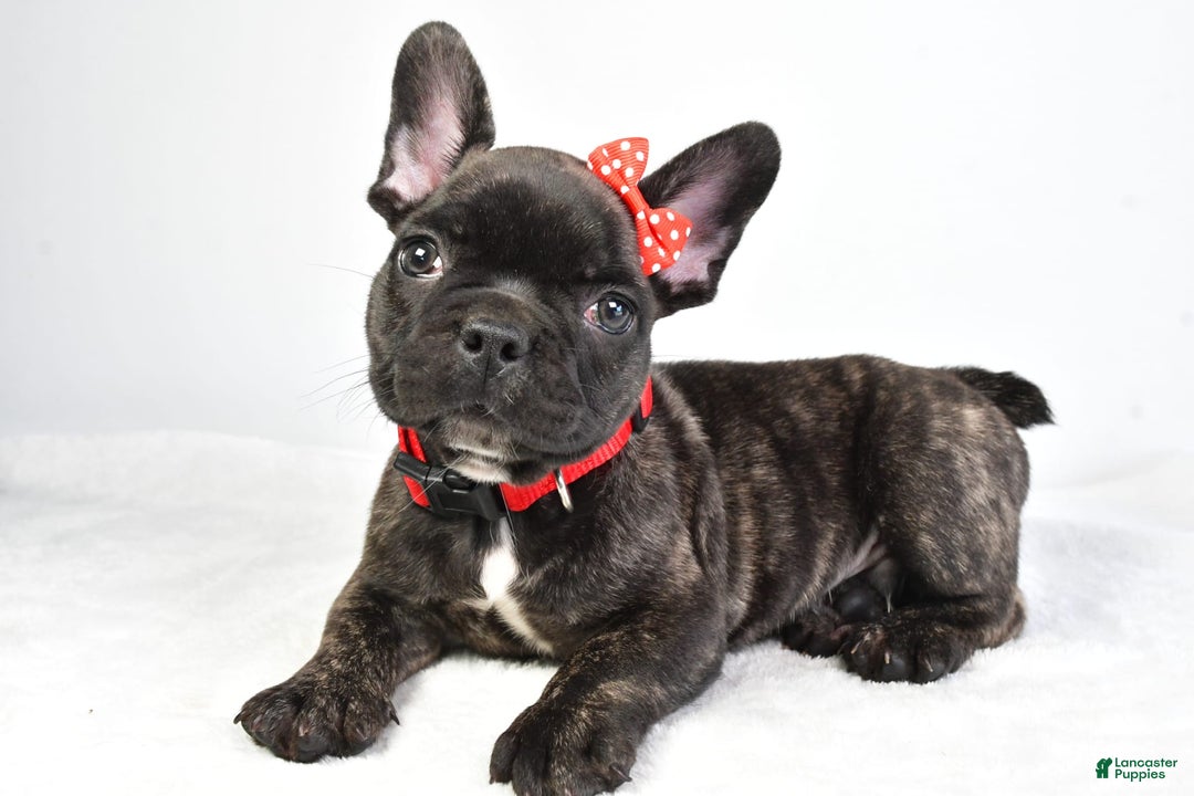French Bulldog dogs for sale: Archie - Image 1