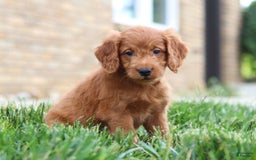 Mini Goldendoodle dogs for sale: Farley - Image 4