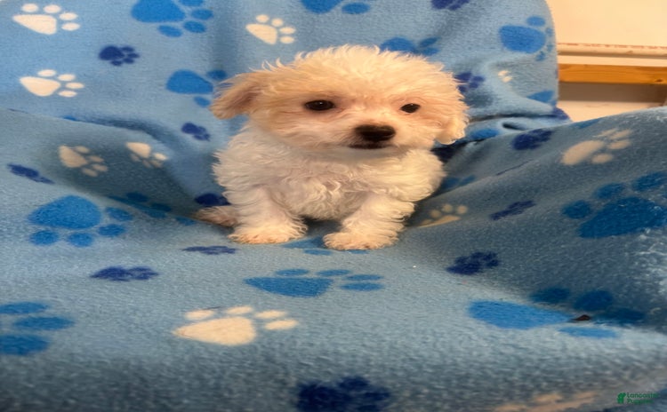 Maltipoo dogs for sale - Ad 5