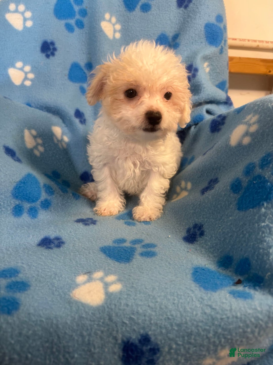 Maltipoo dogs for sale: Jackson - Image 1