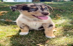 Alaskan Malamute dogs for sale: Trixie - Image 4