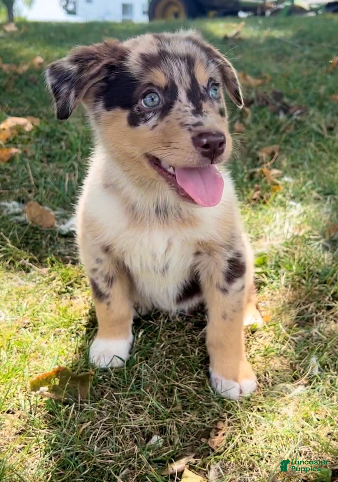 Alaskan Malamute dogs for sale: Trixie - Image 4