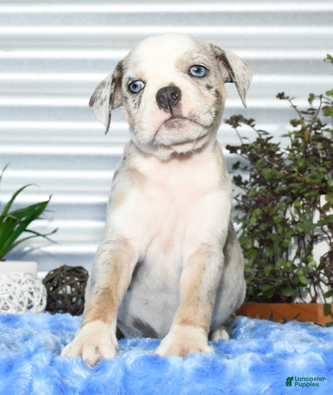 Beabull dogs for sale: Kelly - Image 2