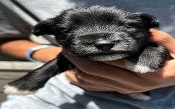 Miniature Schnauzer dogs for sale: Mia - Image 6