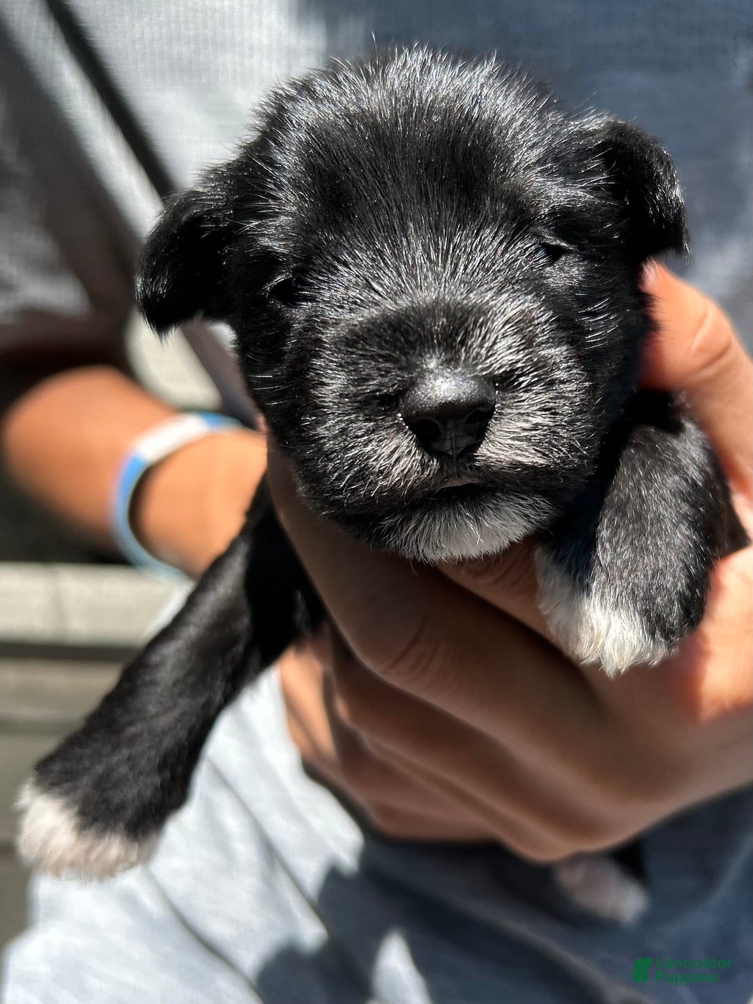 Miniature Schnauzer dogs for sale: Mia - Image 6