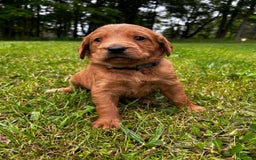 Labradoodle dogs for sale: Taz - Image 1