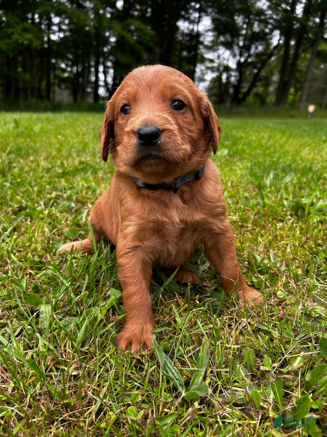 Labradoodle dogs for sale: Taz - Image 1