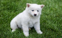 Pomsky dogs for sale: Twinkle - Image 1