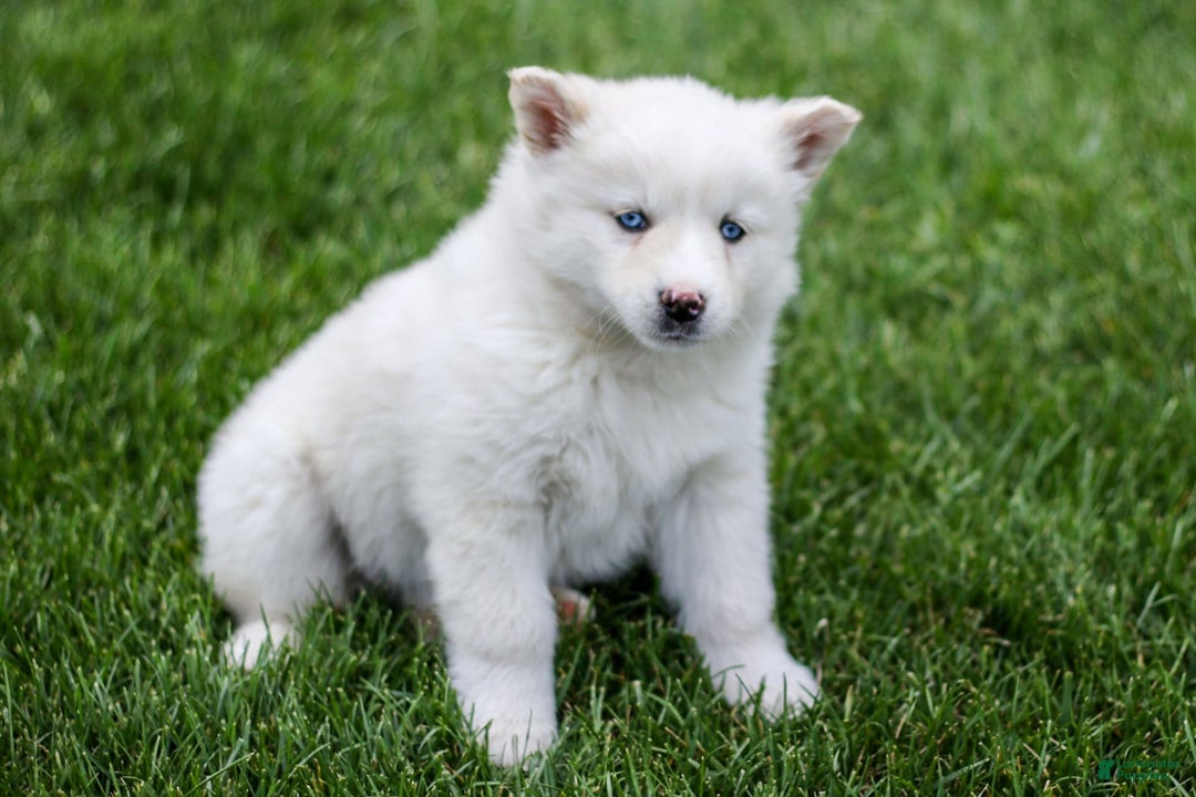 Pomsky dogs for sale: Twinkle - Image 1
