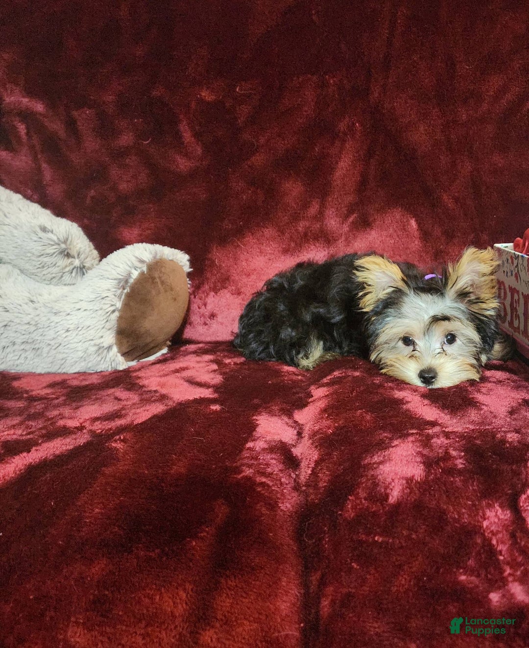 Yorkshire Terrier dogs for sale: Maui - Image 9