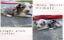 Australian Shepherd dogs for sale: Light Pink Collar - Image 1